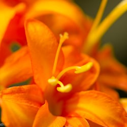 Blumenbild (47 von 60)