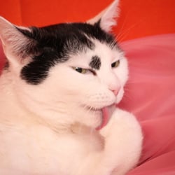lecker..Bastet…