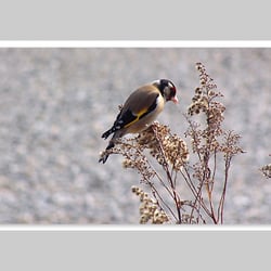 Esref Yilmaz/Fotografie: Tiere
