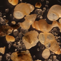 Schneckenhäuser im Ostseesand