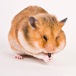 Tierfotografie im Studio