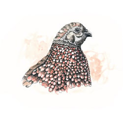 Odontophorus strophium