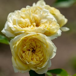 Sunlight Romantica