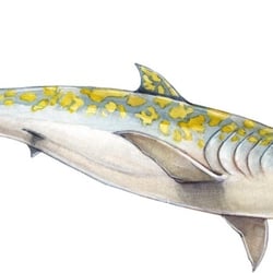 Jigsawshark