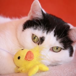 Bastet the Cat 2012 Teil 02