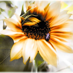 Sonnenblume