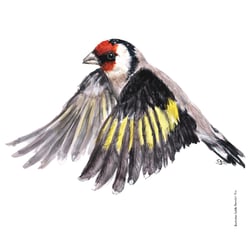 Fliegender Stieglitz