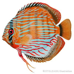 Diskus