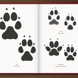 Spuren lesen – Geschichten, die uns die Fährten der Tiere erzählen
