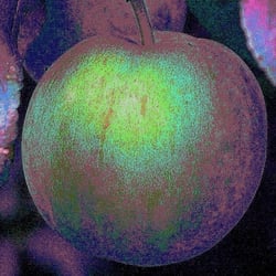 Aus einer Blüte wurde ein Paradiesapfel