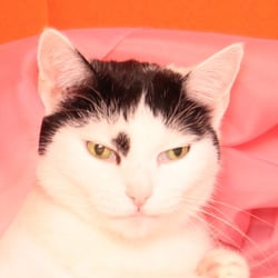 Bastet the Cat 2012