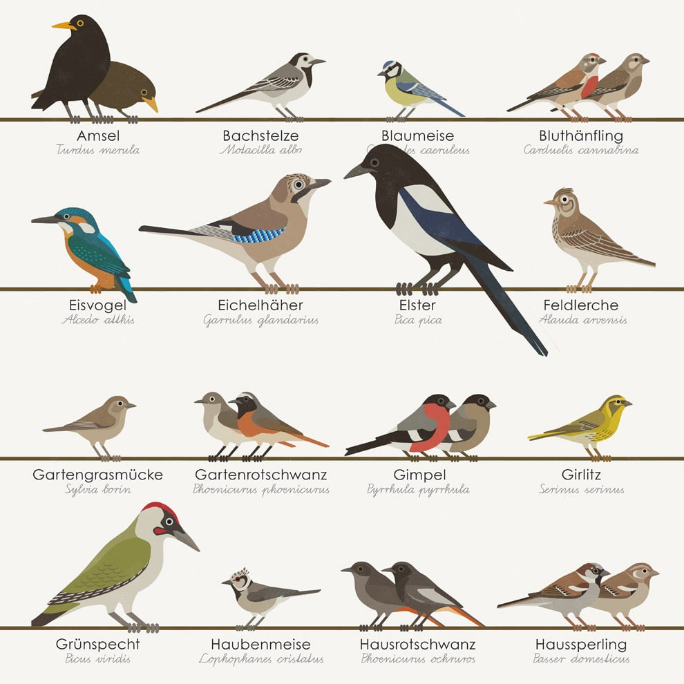 Schautafel Heimische Singvögel