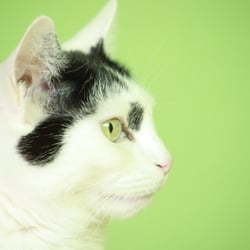 Bastet the Cat 2012 Teil 02