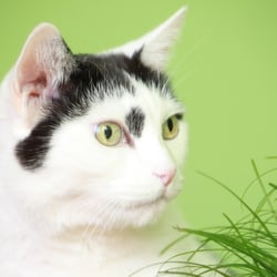 Bastet the Cat 2012 Teil 02