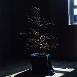 BAUM