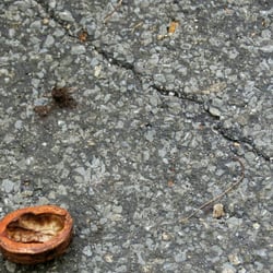 The Walnut shell