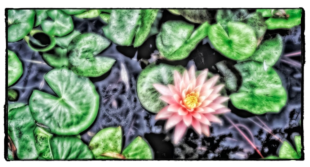 Seerose