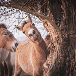 Wildpferde Przewalski StephanieBaer 0002