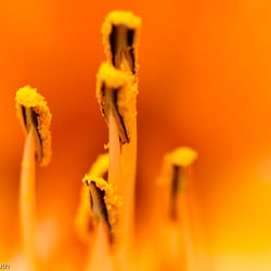 Blumenbild (28 von 60)