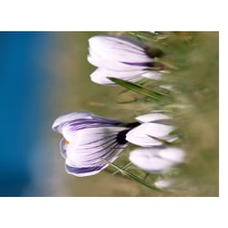 Krokuss 028 21.03