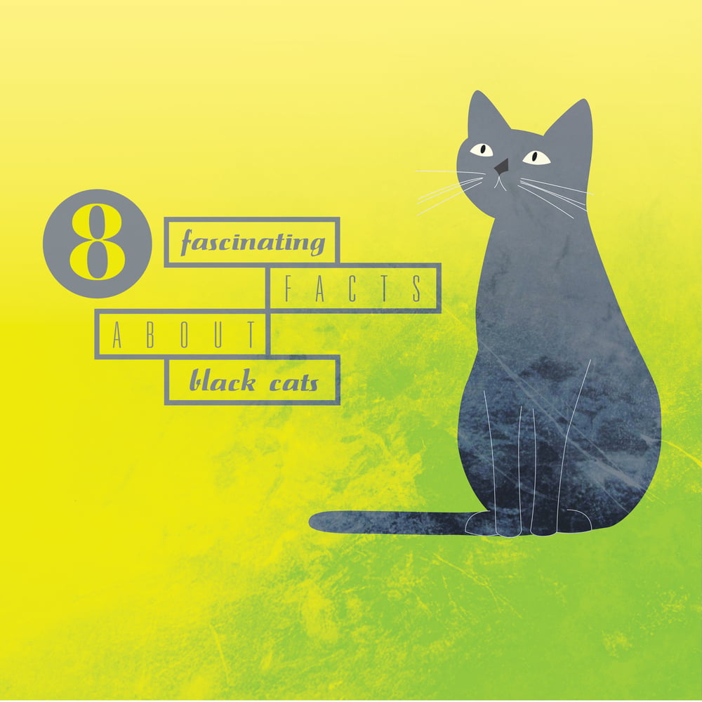 8 Fascinating Facts About Black Cats