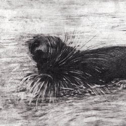 Bushwalk, 2011, Bleistift&Tinte