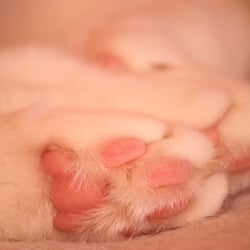 Bastet Paw..