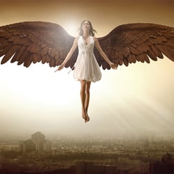 Triangulo-Chocolate wings