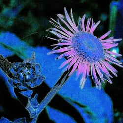 Rosa Blüte vor Blau