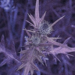 Distel