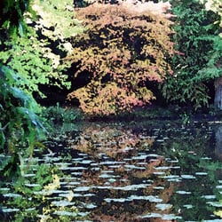 Bäume am Wasser.jpg