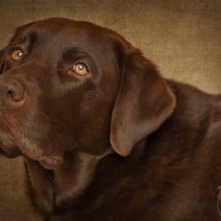 Hundefotografie
