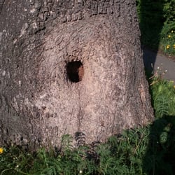 Tree No 09