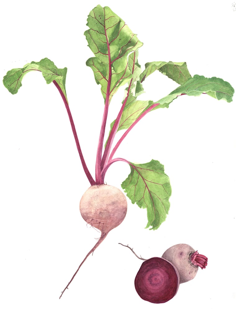 Rote Beete
