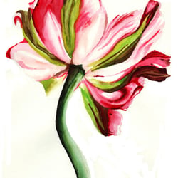Mohnblume