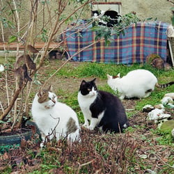 PETS – 35mm ANALOG SHOT