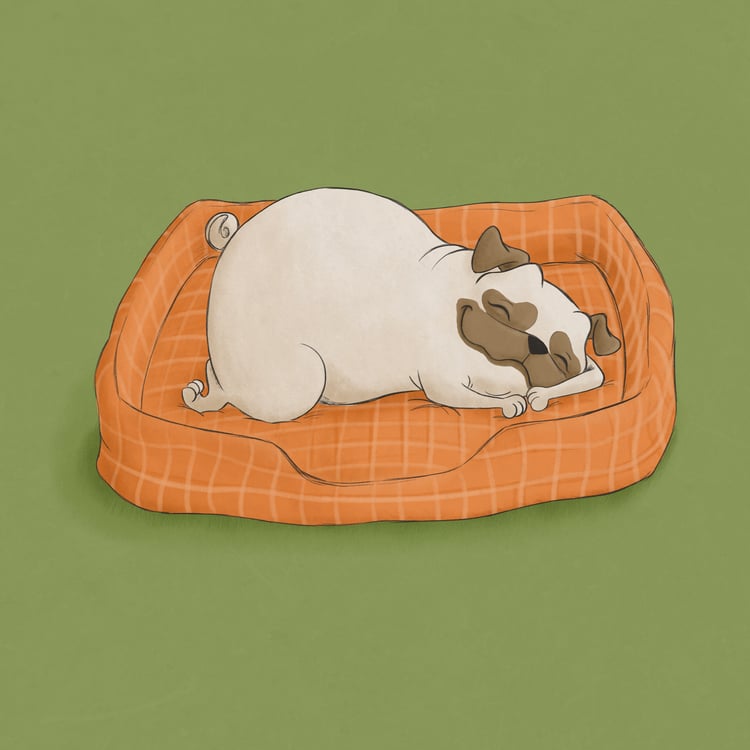 Mops