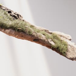 Close Up | Branch