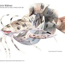 Froschwels, Tropicals Islands Management GmbH, 2010