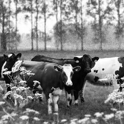 Cows with landscaoe     Digitale Bildbearbeitung