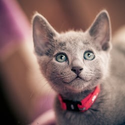 Katzenfotografie