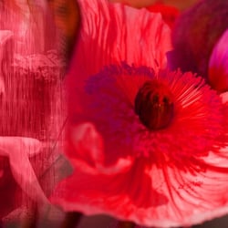 Frau mit roter blume