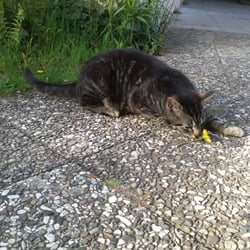 Cat and Flowers