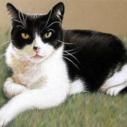 Tomcat, Pastell