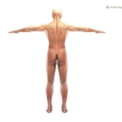 Figur mit Muskeln und Skelett – dorsal