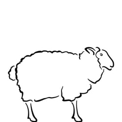 Schaf