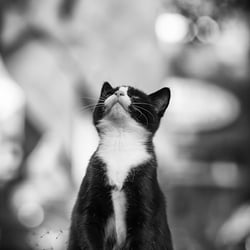 Katzenfotografie