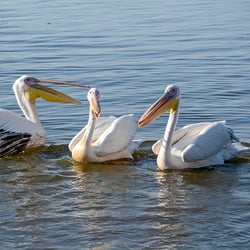 DSC1140−2 PelikanÄthiopien