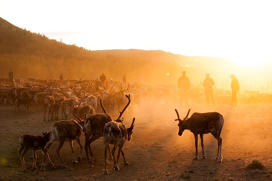 Reindeer in the morningsun