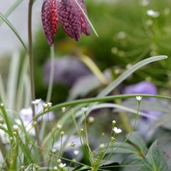Gartenfotografie auf der Gartenschau